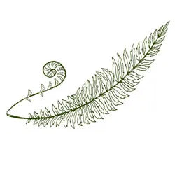 Forest Fern Roomspray